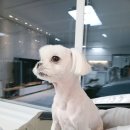 꽃담 멍발소 이미지