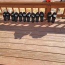 헬로우댕댕 이미지