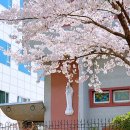 중앙시장(벚꽃상가방면) | 서울 봄꽃 벚꽃 명소 추천 성북천 벚꽃길 성신여대 벚꽃 2026 개화 주차 야장 데이트 코스 정리