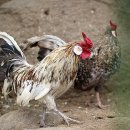 새안농장 이미지