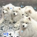 겨울이머무는집 | 겨울이 머무는 집 | 홍대 애견카페 관광코스 주말 웨이팅 후기