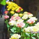 라스코동굴벽화 광명 동굴전 이미지