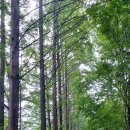 계족산 황톳길 이미지