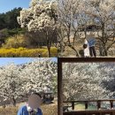 삼화제3근린공원(매화공원) | 대전 모든 꽃이 모여있는 우암사적공원 - 포토스팟, 매화, 목련, 개나리, 벚꽃 개화현황