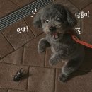 달곰김밥더 | 인생은 기세 (6월 1차)