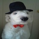 위드독스 이미지