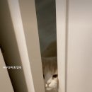 문 열라고 하는 고양이 이미지