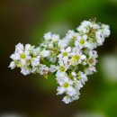 메밀영농조합법인 이미지