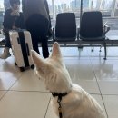 두수 | 제주도 중형견 여행_아시아나 탑승 후기 (김포공항->제주공항)