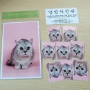 낭만고양이 | 까치산 남부시장 반려동물 사진관 낭만사진관 후기 고양이 프로필사진 찍기 체험 리뷰