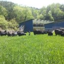 늘푸른염소농장 이미지