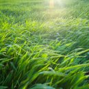 모어그린 이미지