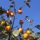 청풍호 감 이미지