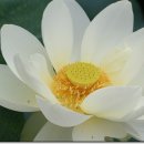 피네 Daum카페