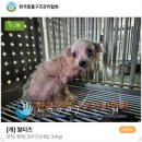 비글구조네트워크 동물메디컬센터 | 반려견 사지 말고 입양 하세요!