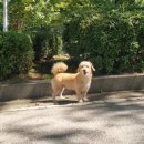 원더풀펫살롱 이미지