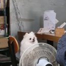 엽기팔닭 이미지