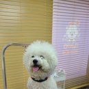 하이조이 이미지