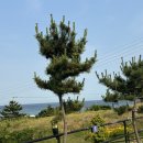 포항 오션뷰 캠핑장 추천 - 구룡포 사계오토캠핑(사이트추천, 화장실, 샤워실, 매너타임, 풍경,근처카페)