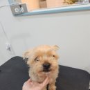 복실애견 이미지