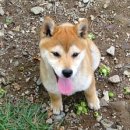 왕초켄넬 이미지