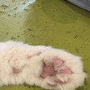 냥이싸롱 | 대전 중앙로역 은행동 실내 커플 데이트 후기 - 냥이싸롱 고양이카페, 아이존팝 오락실