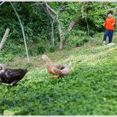 남평농장 이미지