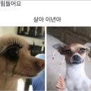 기릿 이미지
