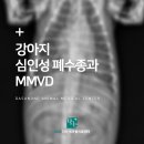 고척원동물의료센터 | 심한 호흡곤란, 심인성 폐수종과 MMVD 치료 후기 인창동 동물병원