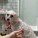 포포애견펜션 | [포천/애견동반]개별바베큐&amp;개별사우나&amp;수영장: 포포애견펜션(심쿵해 방)내돈내산②