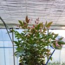 남천농장 이미지