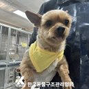 한국동물구조관리협회 | 카운티…발견! 피카츄 옷 입은 슬픈 눈망 (+유기견, 요크셔테리어, 파주, 입양, 한국동물구조관리협회)