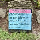 중문허브독채펜션 | 제주 [상가리야자숲/길모퉁이가게/사계해안/중문허브독채펜션/고팡굿즈스토어/퍼랭] (2025년6월11일) 2DAY
