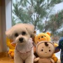 문펫(Moon Pet) 이미지