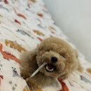 힐링힐링 반려견 교육 유치원 이미지