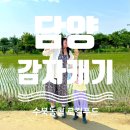 감자수북 | [담양] 수북 로컬푸드 감자캐기 체험 후기