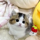 마포 요미독앤캣 강아지분양 고양이분양 이미지