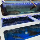 삼돌이횟집대게 이미지