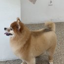 애견은 내친구 이미지