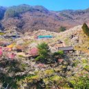 청매실농원 이미지