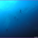 말라파스쿠아 다이빙 여행...4 이미지