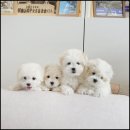 유어펫그루밍 이미지