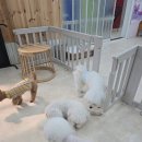 애견호텔 나무야 이미지