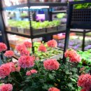 블루마리 이미지