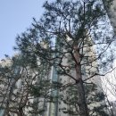 도심수목관리