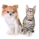 신도시동물병원 이미지