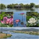 25, 7.12 부여 궁남지-연꽃축제 이미지