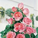 농서로R 이미지