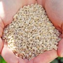 시골맛보리밥 이미지