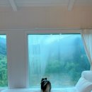 댕댕포레스트 이미지